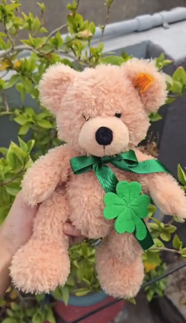 Teddy