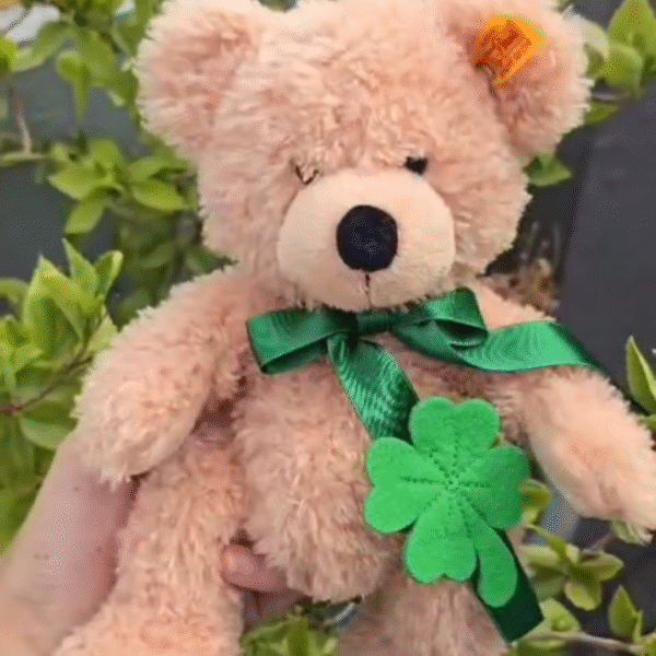 Teddy