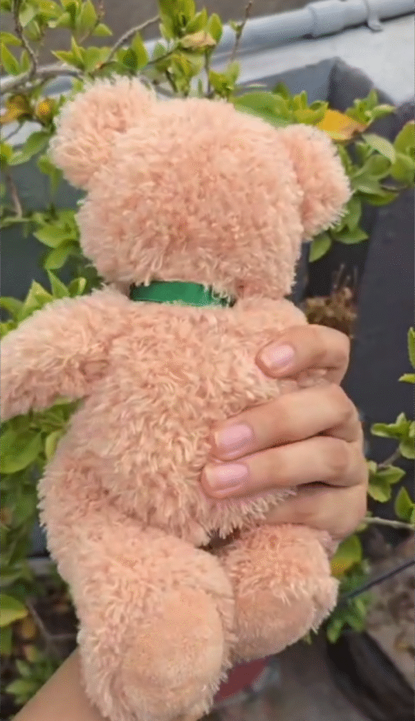 Teddy - Image 2